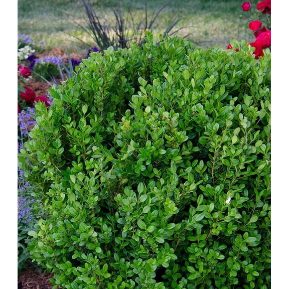 RedCrocus 'Freedom' NewGen Boxwood- Compact Evergreen Shrub for Hedges & Borders- Pet & Deer Resistant- Full Sun to Partial Shade- Well-Drained Soil Plant 7 Gallon