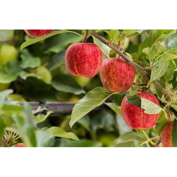 RedCrocus Gala Apple Tree Malus domestica 'Gala'- Deciduous Fruit Tree for Home Gardens, Spring Bloom, Pollinator Attractant, Container Friendly, Hardy Zones 4-8 1.25" cal 15 Gallon