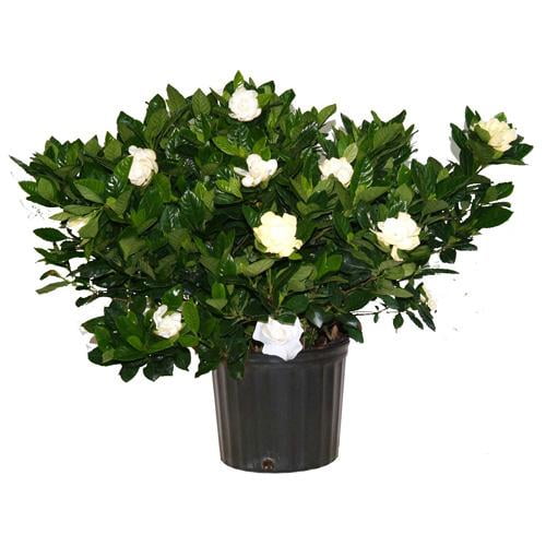RedCrocus Gardenia jasminoides Fragrant Evergreen Bush- Ideal for Gardens & Indoor Spaces, Attracts Pollinators, Suitable for Containers & Borders, Pet Warning 8" Pot