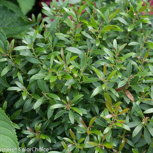 RedCrocus Gem Box Inkberry Holly Ilex glabra 'Gem Box'- Compact Evergreen Shrub, Perfect for Hedges & Containers, Low Maintenance, Pet Friendly, Zone 5-9 10 Gallon