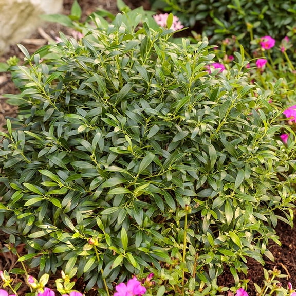 RedCrocus Gem Box Inkberry Holly Ilex glabra 'Gem Box' Dense Evergreen Shrub for Containers & Gardens, Deer Resistant, Low Maintenance, Shade-Loving, Well-Drained Soil 15/18" h 5 Gallon
