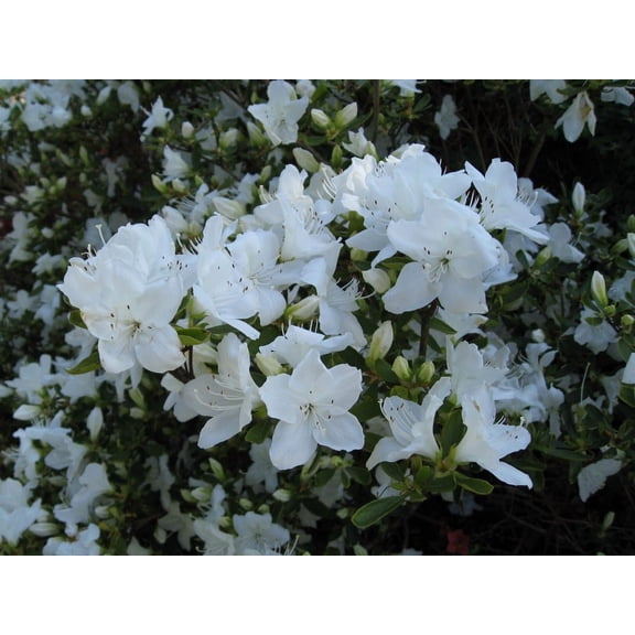 RedCrocus Girard's Pleasant White Azalea- Evergreen Shrub, Fragrant Blooms, Pollinator Attractant, Container & Garden Use 5 Gallon