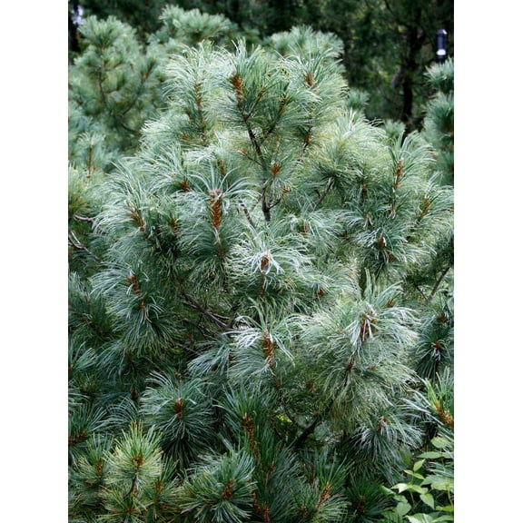 RedCrocus Glauca Nana Japanese White Pine- Evergreen Needle Conifer for Gardens & Containers 5 Gallon