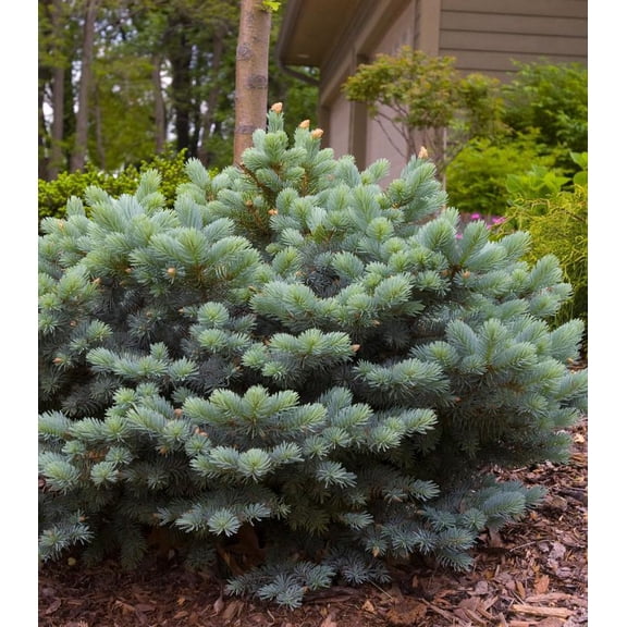 RedCrocus Globe Colorado Blue Spruce Picea pungens 'Glauca Globosa'- Compact Evergreen Tree for Gardens & Containers 5 Gallon