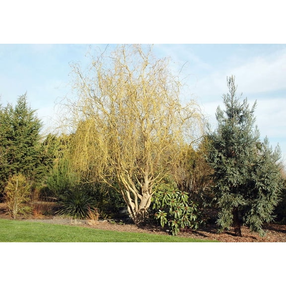 RedCrocus Golden Curls' Corkscrew Willow Salix- Unique Golden-Hued Tree, Perfect for Garden Focal Points and Container Use 15 Gallon