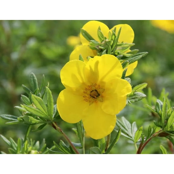 RedCrocus Goldfinger' Cinquefoil - Bright Yellow Flowers, Compact Deciduous Shrub for Borders & Pollinators, Zone 3-7, Container Friendly 3 Gallon