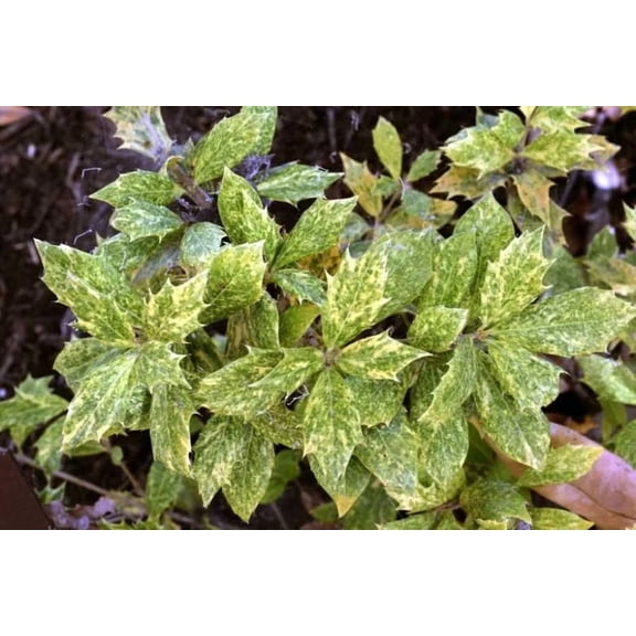 RedCrocus Goshiki' False Holly Osmanthus heterophyllus Variegated Evergreen Shrub- Fragrant, Pet-Toxic, Pollinator-Attracting, Container-Friendly, Full Sun/Part Shade 1 Gallon