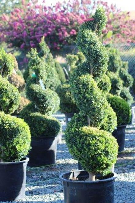 RedCrocus Green Mountain Littleleaf Boxwood Spiral- Compact Evergreen ...