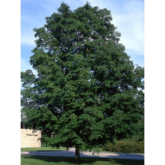 RedCrocus Green Mountain Sugar Maple Acer saccharum- Vibrant Fall Foliage, Pollinator Attractant, Deciduous Tree for Large Yards & Landscape 15 Gallon