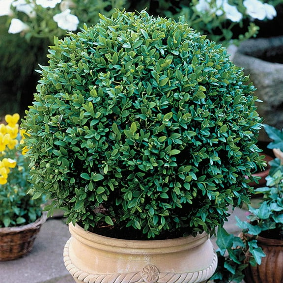 Green Velvet Hybrid Boxwood Shrub- Dense Evergreen for Hedges & Topiary- Pet Safe, Container Friendly, Low Maintenance 3 Gallon