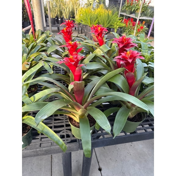 RedCrocus Guzmania Bromeliad- Bright, Colorful Indoor Plant, Tropical Rosette, Pollinator Attractant, Non-Toxic, Perfect for Decor & Gardens 6" Pot