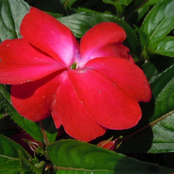 RedCrocus Harmony Colorfall Neon Red Impatiens - Vibrant Trailing Flowering Plant for Containers & Hanging Baskets, Partial Shade, Pollinator Friendly, Pet Safe  10" Hanging Basket