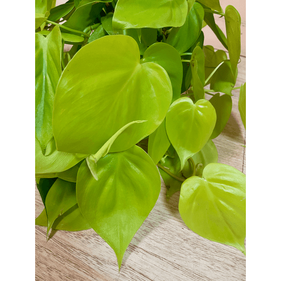 Heartleaf Philodendron-Evergreen-Air Purifying Plant  6" Pot