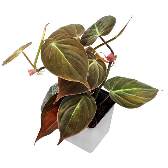 RedCrocus Heartleaf Philodendron Plant-Indoor, Pet Toxic, Bright & Low Light Tolerance, Fast-Growing, Evergreen Heart-Shaped Foliage, Easy Care, Hanging or Ground Use 6" Pot