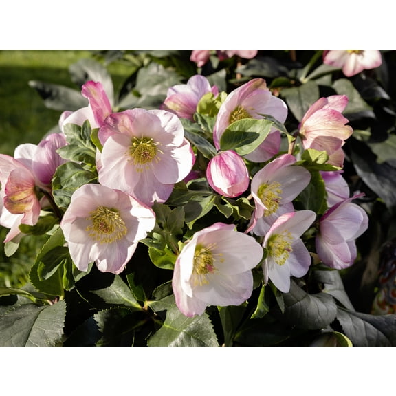 RedCrocus Helleborus Winter Ballet 'Lola Pink' Lenten Rose Live Plant - Evergreen Shade Perennial, Late-Winter Blooms, Deer Resistant, Container Friendly 6"