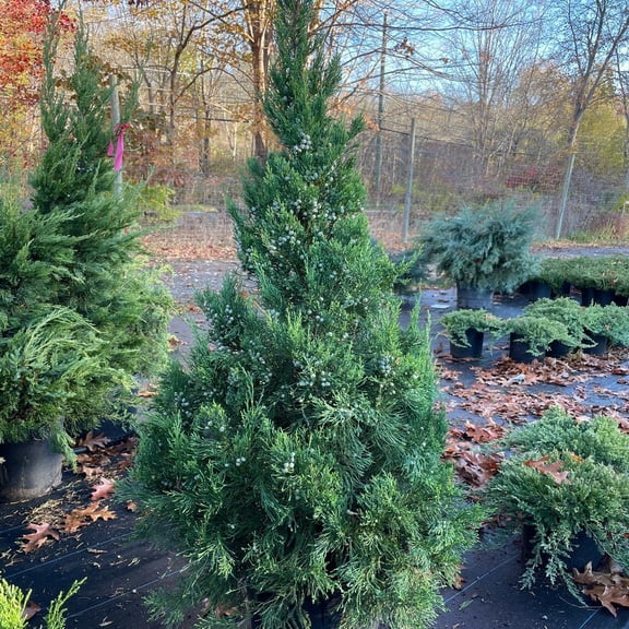 RedCrocus Hetzii Columnaris Juniper- Evergreen Conifer for Garden, Hedge, and Container, Drought Tolerant, Deer Resistant, Full Sun, Well-Drained Soil 5 Gallon