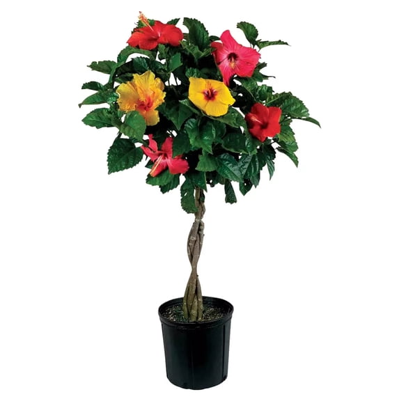 RedCrocus Hibiscus Braid Assorted- Vibrant Blooms, Pollinator Attractant, Garden & Container Plant, Hardy Shrub for Full Sun & Partial Shade 6" Pot