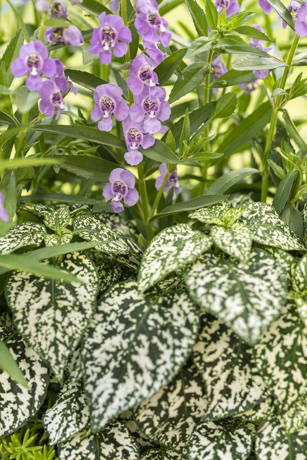 RedCrocus Hippo White Polka Dot Plant- Compact Variegated Foliage ...