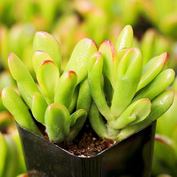 RedCrocus Hobbit Jade Succulent - Crassula Ovata, Easy Care, Indoor & Outdoor Drought-Tolerant Plant  7" Terracotta Pot