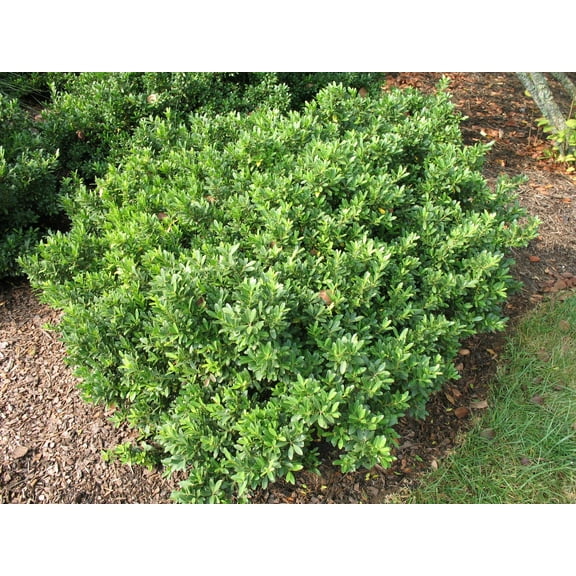 Hoogendorn Japanese Holly-Evergreen Shrub-Compact Ground Cover 3 Gallon