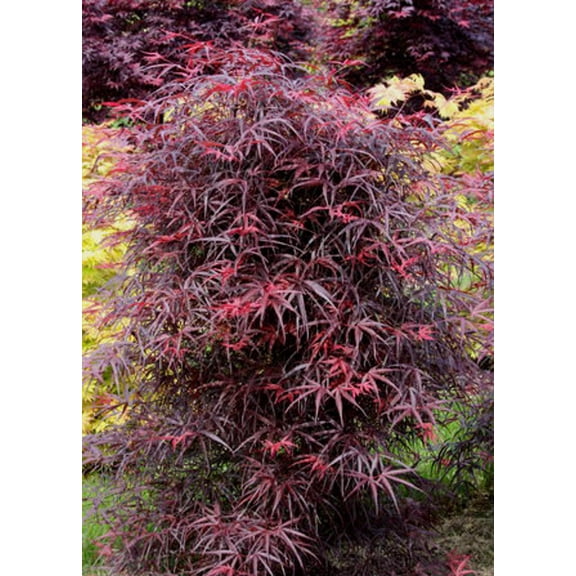 RedCrocus Hubb's Red Willow Japanese Maple Acer palmatum, Deciduous, Shade-Loving, Container Friendly, Deer-Resistant, Pet Safe, Garden Accent 10 Gallon