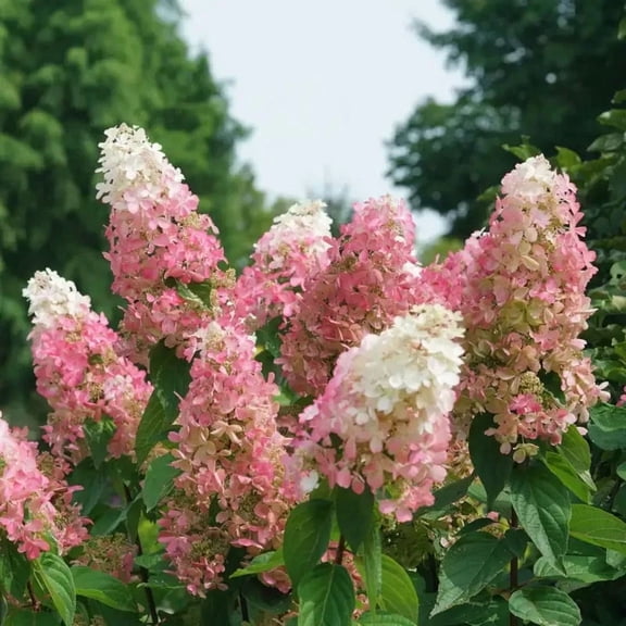RedCrocus Hydrangea paniculata Pinky Winky Prime- Vibrant Pink Panicle Flowering Shrub, Pollinator Attractant, Container & Border Plant, Non-toxic, Deciduous 3 Gallon