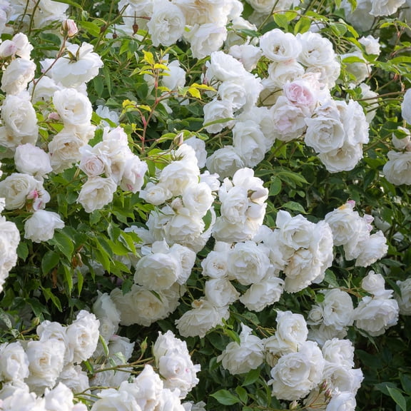 RedCrocus 'Iceberg' Floribunda Rose- Fragrant, Disease-Resistant White Blooms for Gardens & Containers 3 Gallon