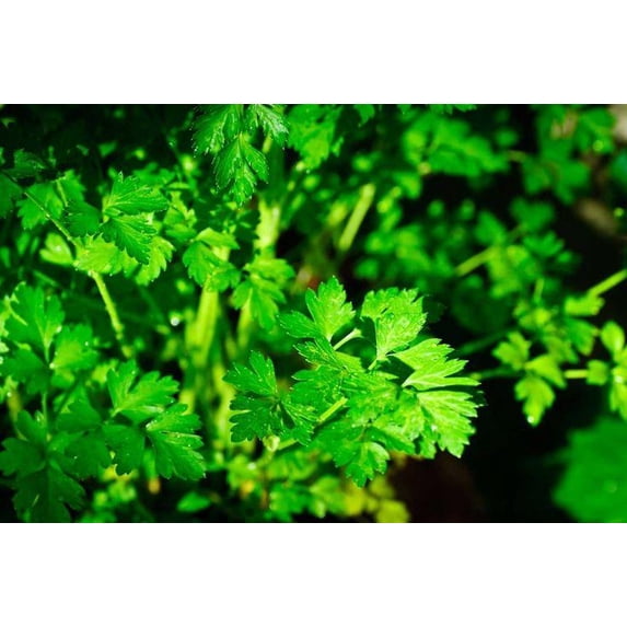 RedCrocus Italian Parsley Herb- Fresh, Fragrant, and Easy to Grow for ...
