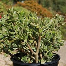RedCrocus Jade Plant Succulent - Indoor, Low Maintenance, Pet-Friendly, Easy Care Crassula Ovata Green  6" Terracotta Pot