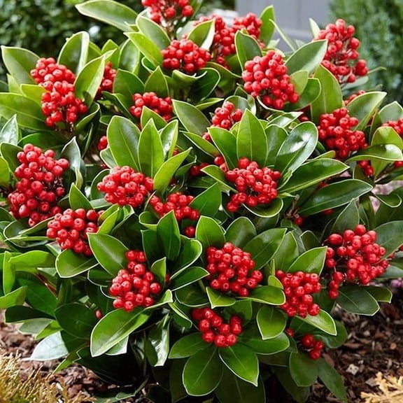 RedCrocus Japanese Skimmia japonica Female- Evergreen Shrub for Shade Gardens & Containers- Fragrant White Flowers, Red Berries, Pollinator Attractant, Deer Resistant 3 Gallon