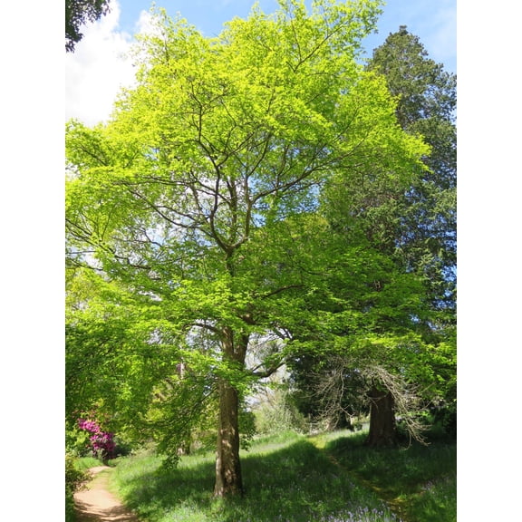 RedCrocus Japanese Stewartia- Deciduous Tree with White Flowers, Ornamental Bark, Vibrant Autumn Foliage, Ideal for Gardens and Landscapes 7-8" cal Box