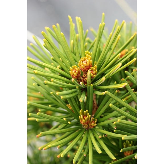RedCrocus Japanese Umbrella Pine Sciadopitys verticillata- Evergreen Tree for Garden & Landscape, Foliage, Shade, Container Plant, Deer Resistant 5 Gallon