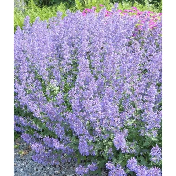 RedCrocus Junior Walker' Catmint Nepeta x faassenii- Aromatic Perennial, Pollinator Friendly, Drought Tolerant, Garden Border, Container Plant 2 Gallon