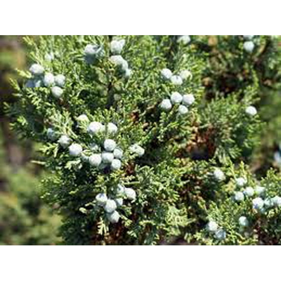 RedCrocus Juniperus 'Dream Joy' Live Plant - Compact Evergreen Juniper Shrub with Golden New Growth, Easy-Care Outdoor Landscape Accent  1 Quart Pot