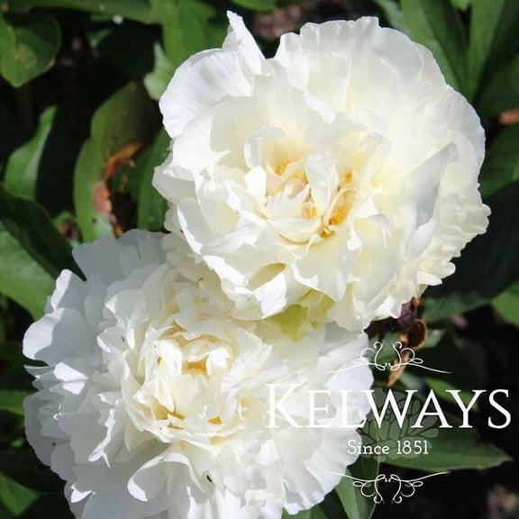 RedCrocus Kelway's Glorius Peony | Fragrant, Hardy, Pollinator Attractor | Ideal for Gardens & Borders | Large Bushy Foliage | Garden Perennial 2 Gallon