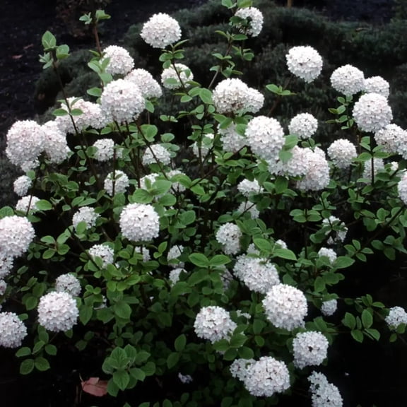 RedCrocus Koreanspice Viburnum- Fragrant Spring-blooming Bush, Deer Resistant, Container & Border Plant 3 Gallon