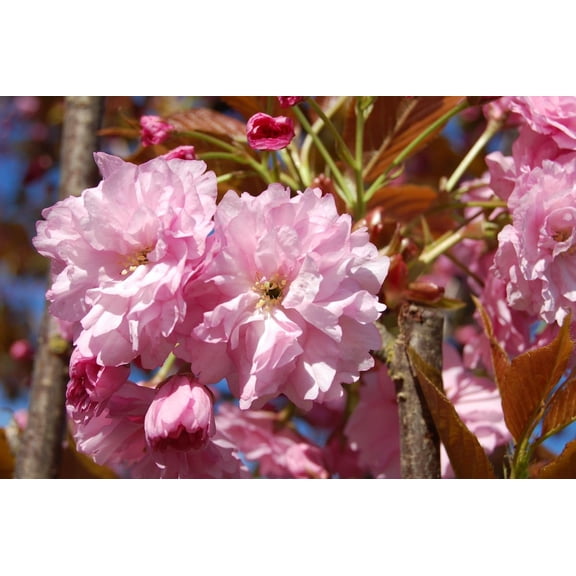 RedCrocus Kwanzan Flowering Cherry Prunus serrulata Flowering Tree- Pink Blooms for Garden, Landscape or Container Use 25 Gallon