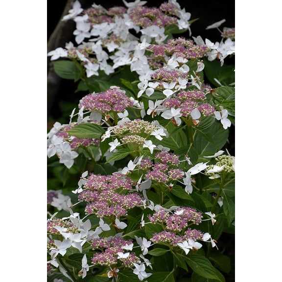 RedCrocus Lanarth White' Bigleaf Lacecap Hydrangea - Deciduous Shrub, White Flowers, Pet-Friendly, Container & Garden Plant, Attractive Foliage, Repeat Blooming, Pollinator Attractant  3 Gallon