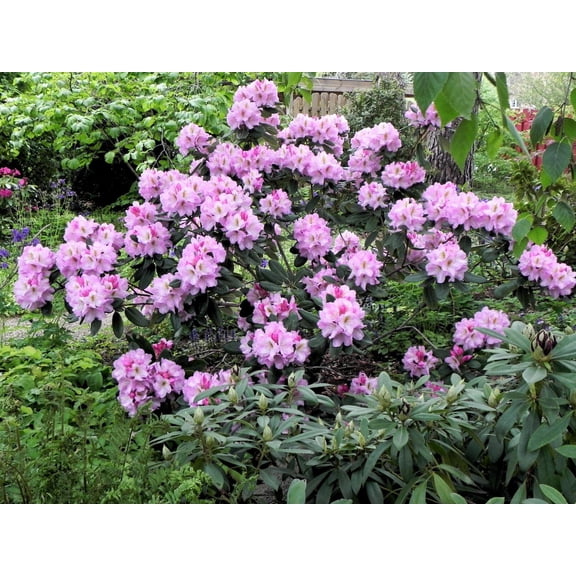 RedCrocus Lavender Princess Rhododendron- Fragrant Evergreen Shrub for Borders, Containers, and Foundations, Attracts Pollinators 10 Gallon