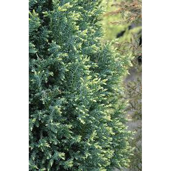 RedCrocus Chamaecyparis Law. Snow White - Evergreen Conifer, Compact Upright Blue-Green Sprays, Perfect for Garden & Containers  2 Gallon Nursery Pot