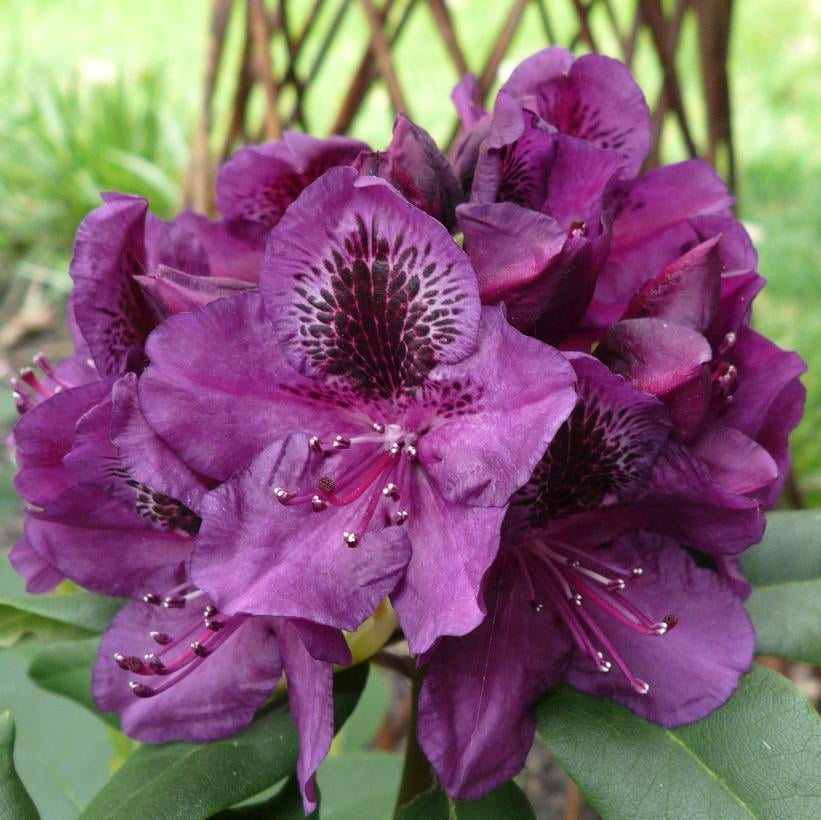 RedCrocus Lee's Dark Purple Rhododendron- Compact Evergreen Shrub ...