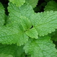 thumbnail image 1 of RedCrocus Lemon Balm Herb | Fragrant, Lemon-Scented Leaves | Ideal for Culinary, Tea & Landscaping | Non-Toxic, Pollinator Friendly | Indoor & Container 4.5" Pot (Pack of 5), 1 of 20