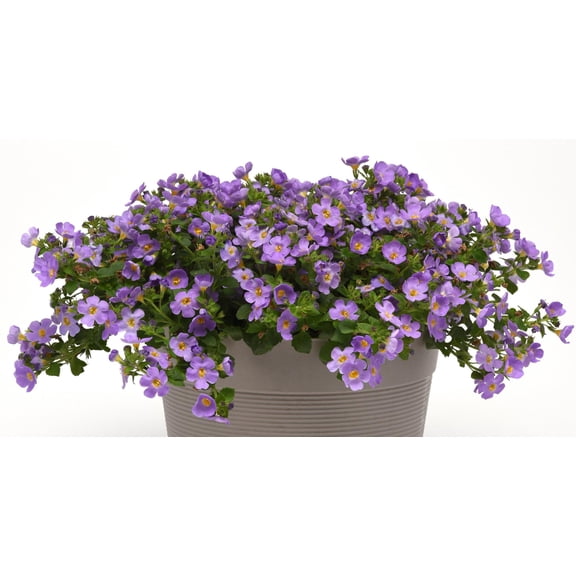 RedCrocus Lemon Tree | Compact Citrus for Patio & Containers | Evergreen Fragrant Fruit-Bearing Plant | Pet & Deer Resistant | Full Sun | Soil & Care Tips Included 4.5" Pot (Pack of 5