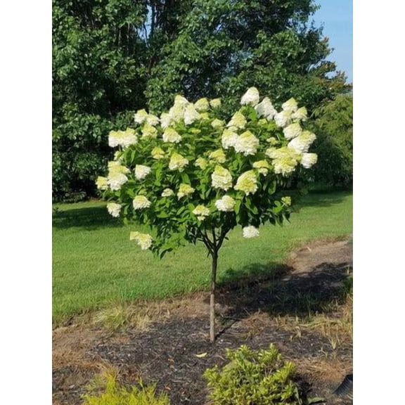RedCrocus Limelight Hydrangea Tree Form- Large Flower Clusters, Deciduous Garden Shrub, Pollinator Attracting, Non-Toxic, Container Friendly, Bright Green Foliage 7 Gallon