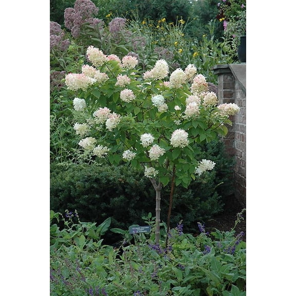 RedCrocus Limelight Hydrangea Tree Form | Vibrant Summer-Fall Blooms | Container & Garden Plant | Attracts Pollinators | Deer-Resistant | Easy Care 10 Gallon