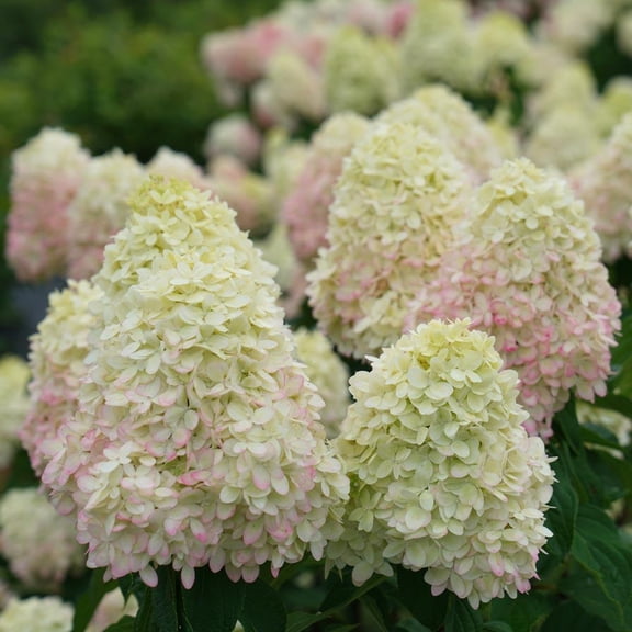 RedCrocus Limelight Prime Panicle Hydrangea- Vibrant White Cone-Shaped Flowers, Attracts Pollinators, Deer-Resistant, Suitable for Borders & Containers  7 Gallon
