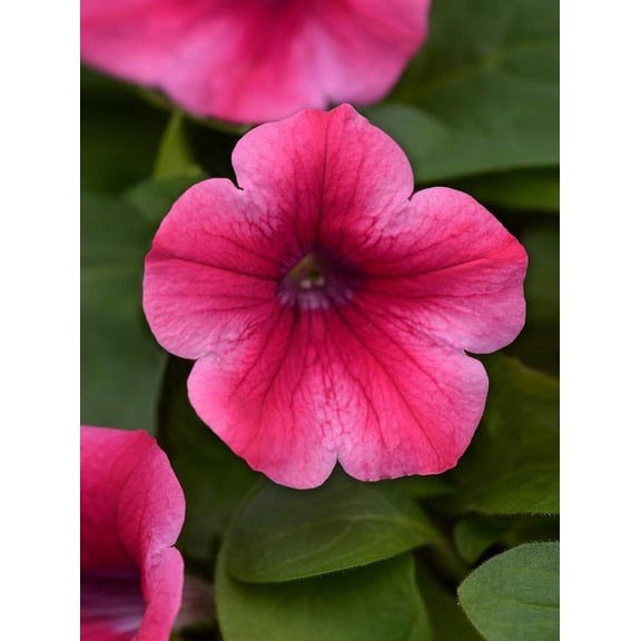 RedCrocus Lipstick Petunia- Bright Red Trailing Flowers, Container & Garden Use, Pollinator Attractor, Deer-Resistant, Toxic to Pets, Blooms Spring to Fall 10" Hanging Basket