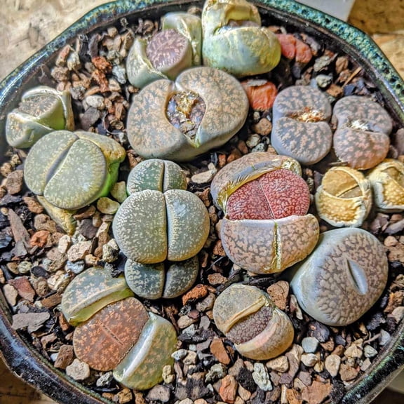 RedCrocus Lithops Living Stones Succulent Plant - Minimal Care, Indoor & Container Friendly, Non-Toxic, Garden & Desert Decor 2" Pot (Pack of 5)