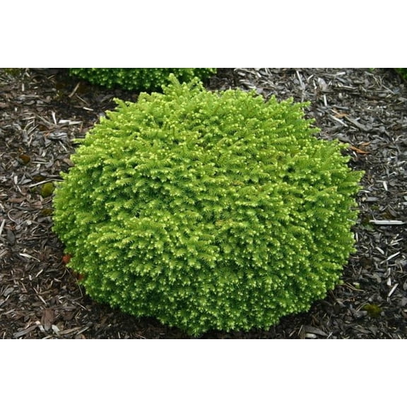 RedCrocus Little Gem Norway Spruce Picea abies 'Little Gem' - Compact Evergreen Conifer for Small Gardens & Containers, Low Maintenance, Deer Resistant, Full Sun to Partial Shade  2 Gallon
