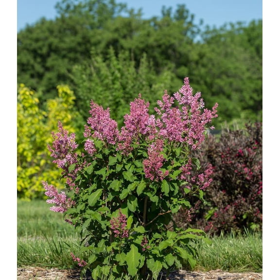 RedCrocus Lilac Syringa 'Little Lady'- Compact Fragrant Shrub, Pollinator Attractor, Container & Garden Plant, Toxic to Pets, Full Sun, Hardy Zones 3-7 3 Gallon